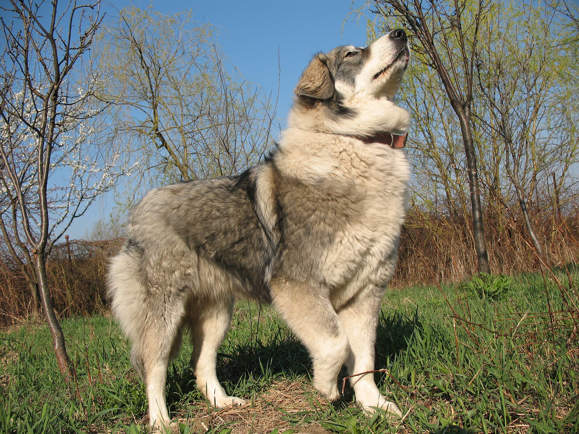 Karpaten-Hirtenhund