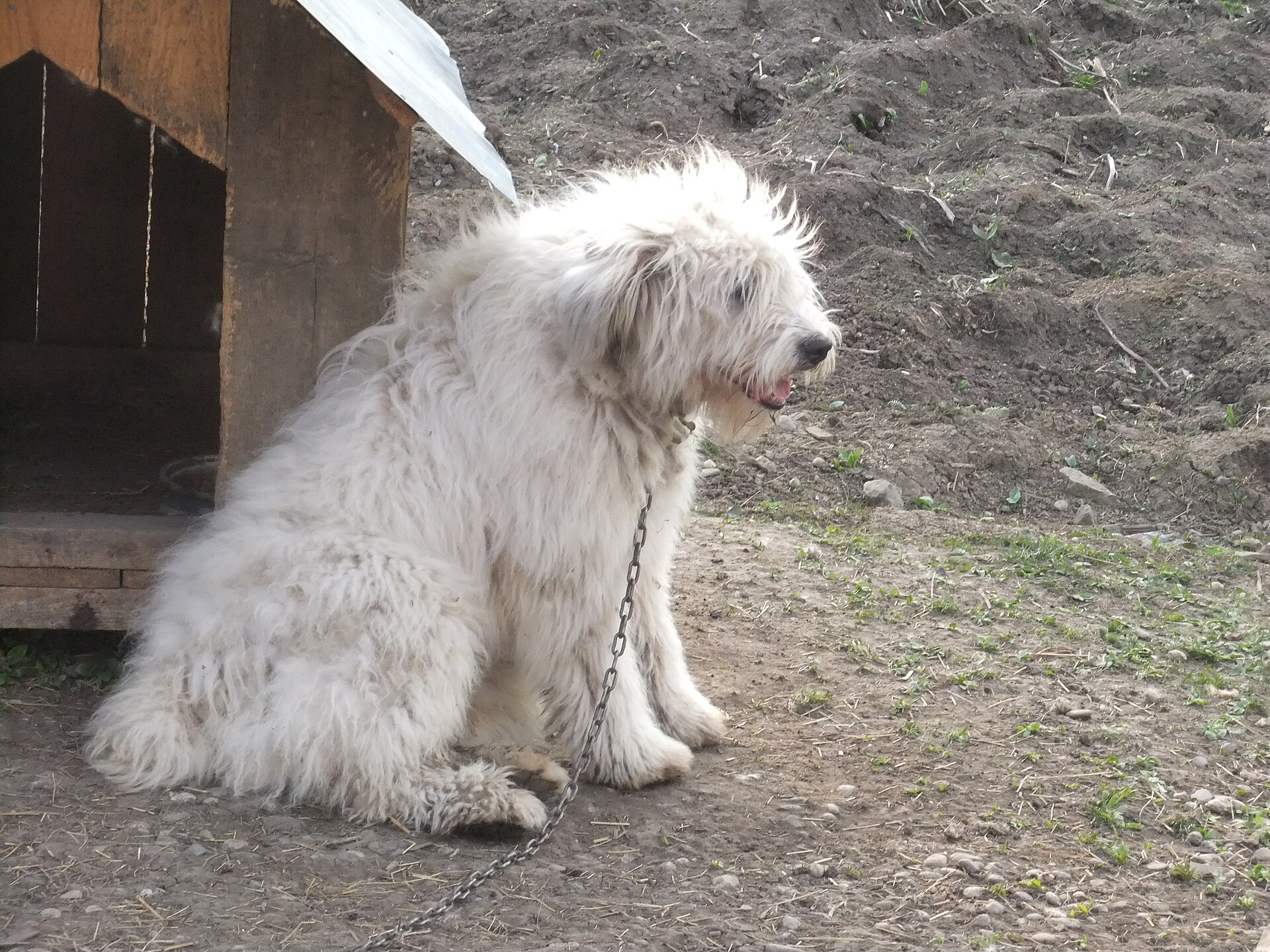 Mioritischer Hirtenhund