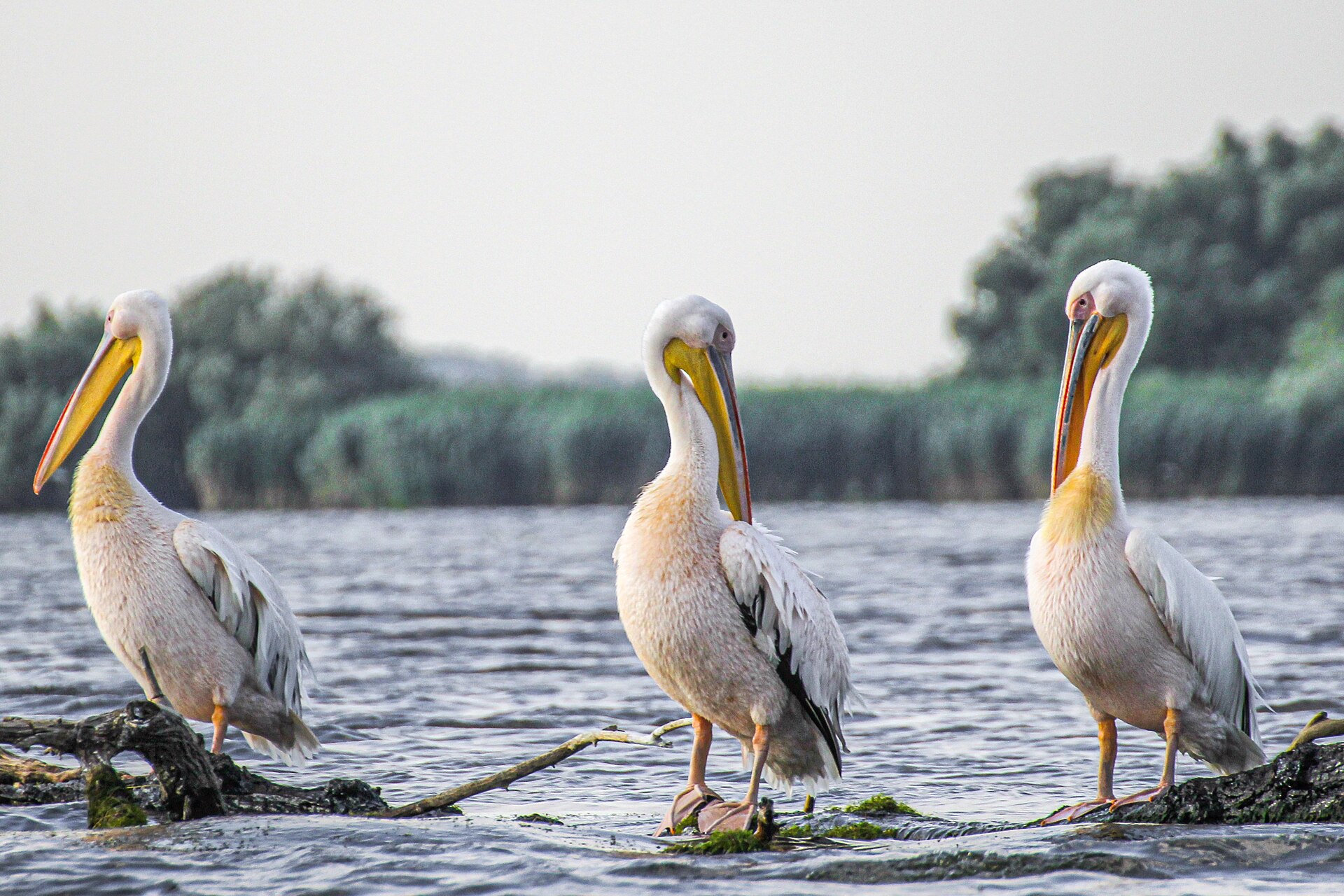 Pelikane im Donaudelta