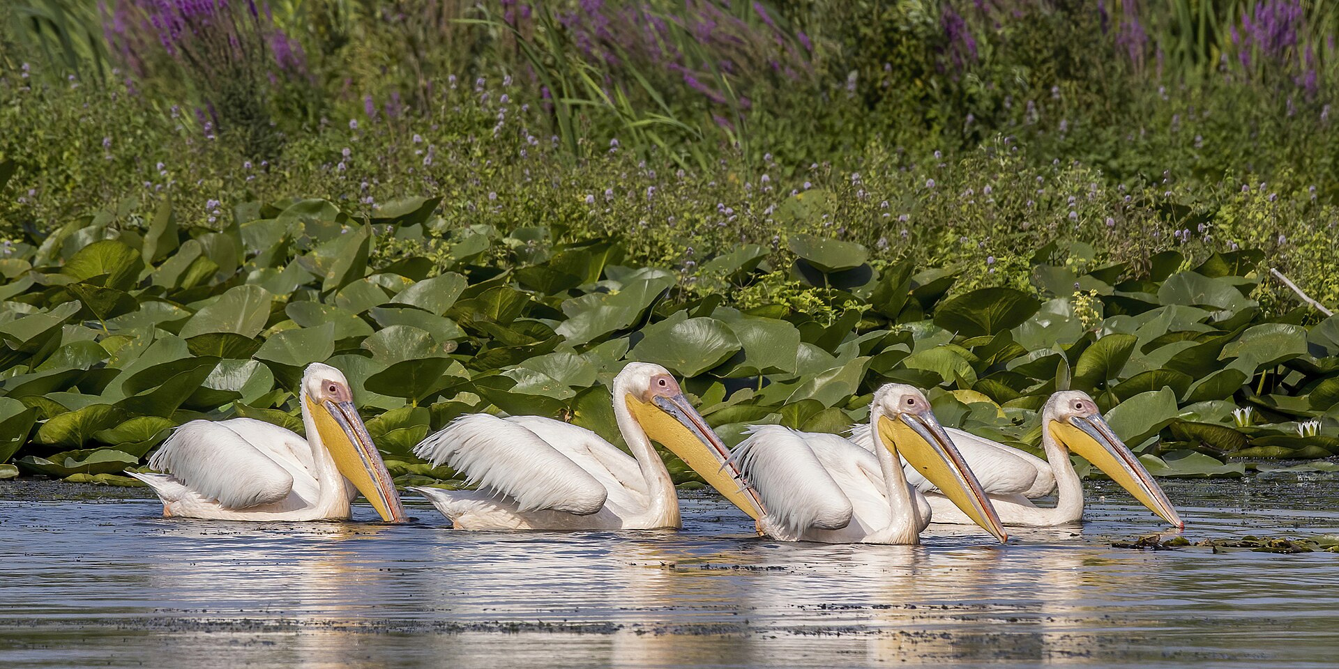 Rosapelikane im Donaudelta