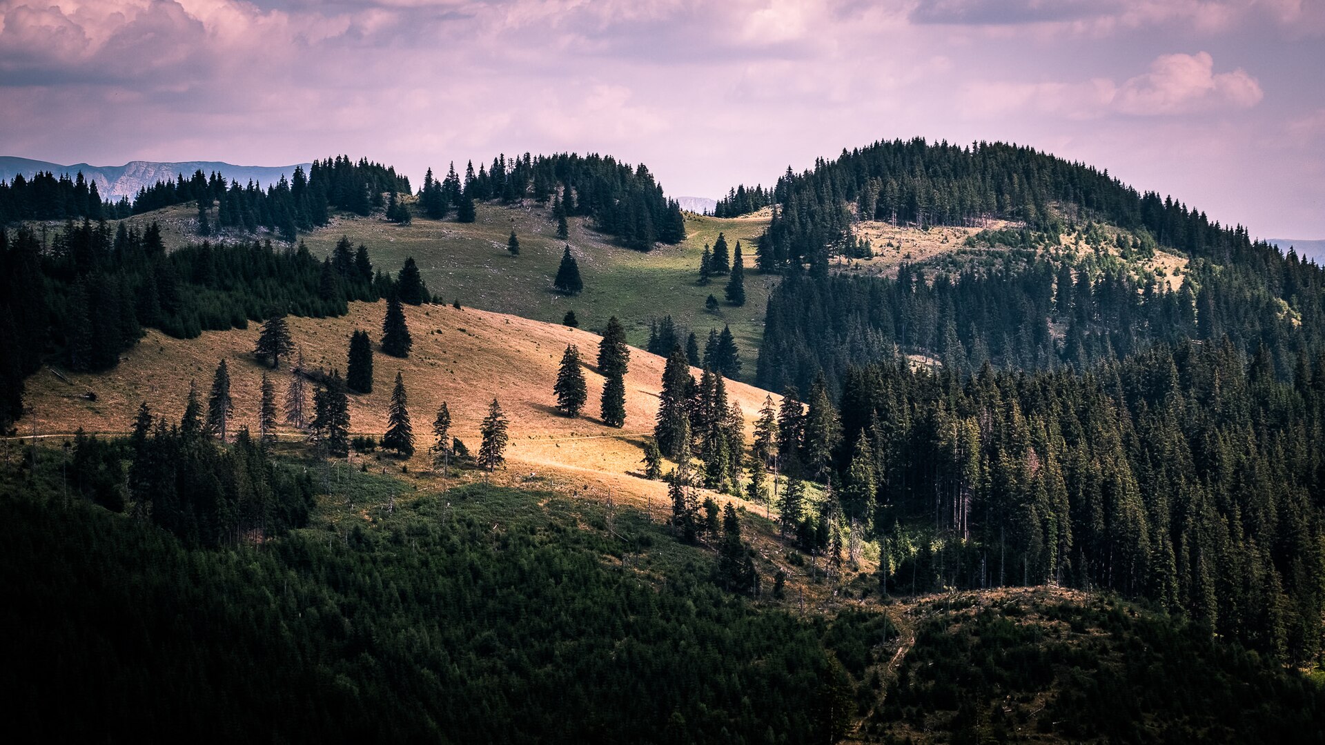 Bergwiesen am Piatra-Craiului-Gebirge