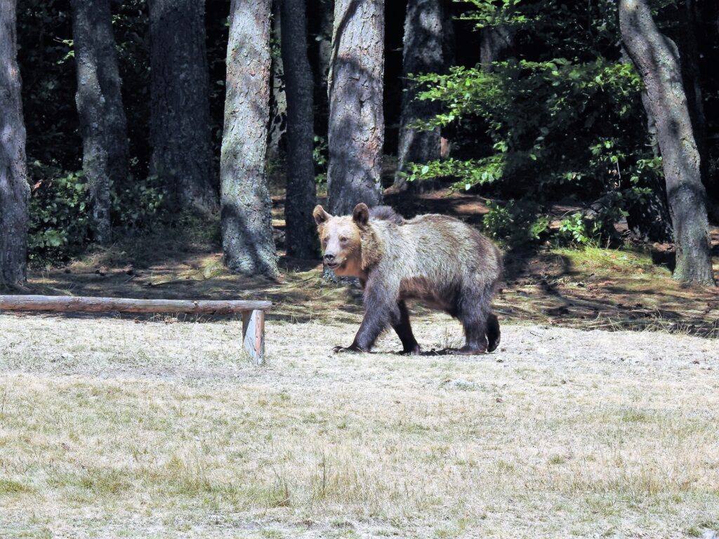 Braunbär auf einer Lichtung im Wald der Karpaten