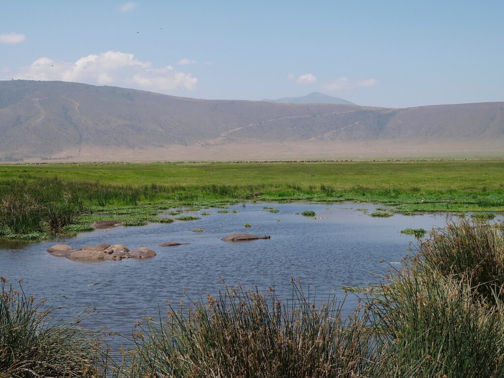 Blick in den Ngorongoro-Krater mit Wasserstelle und Wildtieren