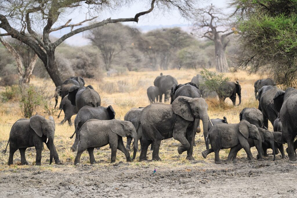 Elefantenherde mit Jungtieren vor einem Baobab in Tansania